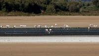 Kekeringan ekstrem ini membuat burung Flamingo sulit mencari makan.