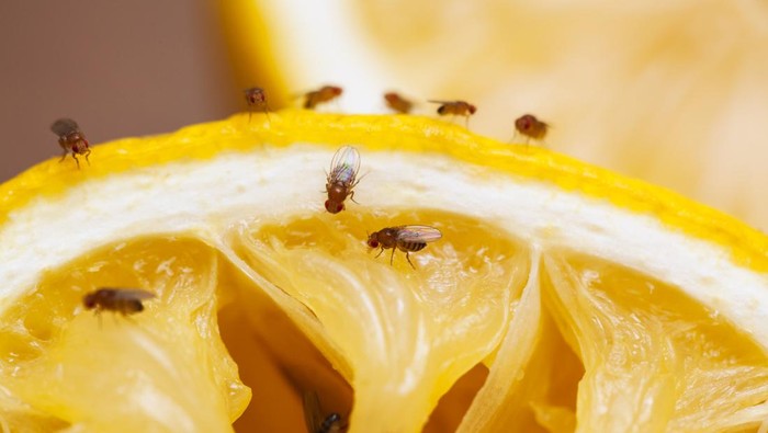 Fruit flies on squeezed lemon slice; see other similar images: