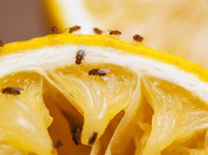 5 Benda yang Bikin Lalat Menyerbu Rumah, Cepat Singkirkan!