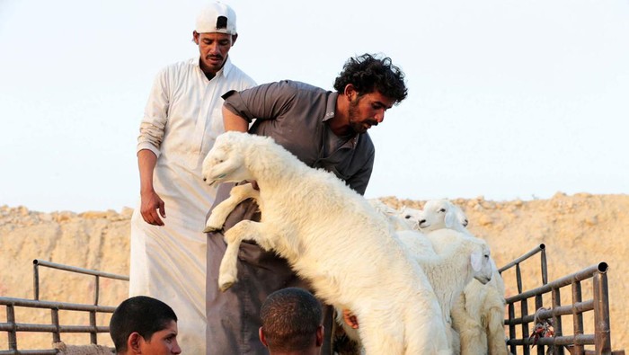 Menjelang Idul Adha, penjualan hewan kurban juga marak di Riyadh, Arab Saudi. Penjualan dilakukan di atas mobil bak terbuka.