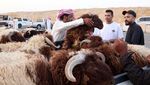 Begini Suasana Jual Beli Hewan Kurban di Arab Saudi
