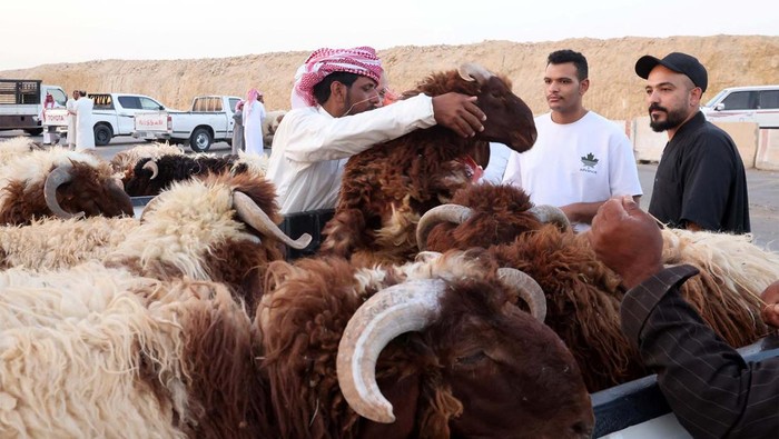 Begini Suasana Jual Beli Hewan Kurban di Arab Saudi Menjelang Idul Adha, penjualan hewan kurban juga marak di Riyadh, Arab Saudi. Penjualan dilakukan di atas mobil bak terbuka.