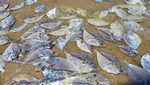 Ribuan Ikan Mati Berserakan di Pantai Thailand