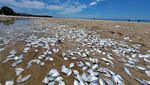 Ribuan Ikan Mati Berserakan di Pantai Thailand