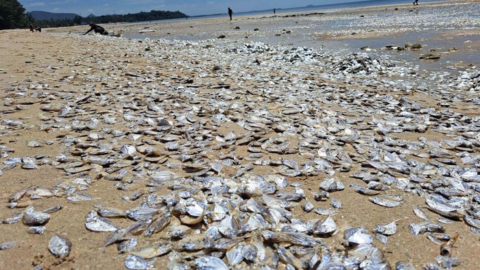 Dead fish lie on the beach in Chumphon, Thailand June 22, 2023 in this picture obtained from social media. Kantaphong Thakoonjiranon/via REUTERS  THIS IMAGE HAS BEEN SUPPLIED BY A THIRD PARTY. MANDATORY CREDIT. NO RESALES. NO ARCHIVES.