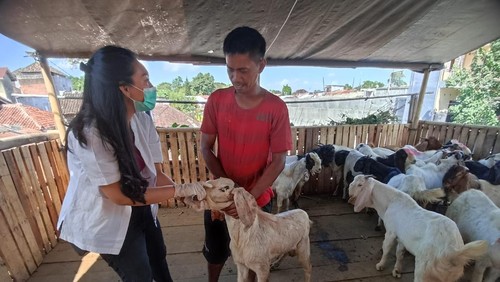 Dinas Pertanian Kota Denpasar ketika melakukan pemeriksaan hewan kurban di Denpasar, Bali pada Jumat (23/6/2023). (Foto istimewa)