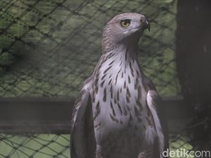 Asal-usul Elang Penghuni PKEK, Ada yang Berasal dari Luar negeri