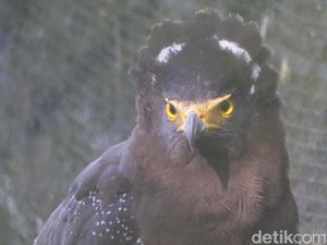 Perhatian! Jual-Beli Hingga Buru Elang Bisa Dipenjara