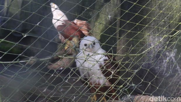 Elang Brontok versi terang penghuni kandang edukasi di Pusat Konservasi Elang Kamojang (PKEK). (Foto: Wisma Putra/detikJabar)