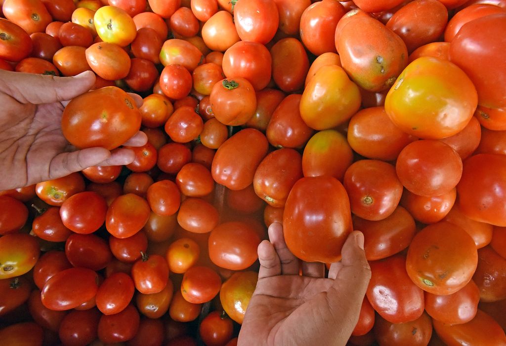Pedagang sayur menyortir tomat di Pasar Induk Rau Kota Serang, Banten, Jumat (23/6/2023). Menurut pedagang sejak dua hari terakhir harga sejumlah komoditas sayur mayur naik seperti harga cabai keriting dari Rp28 ribu menjadi Rp35 ribu perkilogram, harga bawang merah dari Rp40 ribu menjadi Rp45 ribu perkilogram, dan harga tomat dari Rp12 ribu menjadi Rp18 ribu perkilogram akibat meningkatnya permintaan sementara pasokan dari petani berkurang. ANTARA FOTO/Asep Fathulrahman/foc.