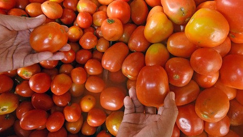 Pedagang sayur menyortir tomat di Pasar Induk Rau Kota Serang, Banten, Jumat (23/6/2023). Menurut pedagang sejak dua hari terakhir harga sejumlah komoditas sayur mayur naik seperti harga cabai keriting dari Rp28 ribu menjadi Rp35 ribu perkilogram, harga bawang merah dari Rp40 ribu menjadi Rp45 ribu perkilogram, dan harga tomat dari Rp12 ribu menjadi Rp18 ribu perkilogram akibat meningkatnya permintaan sementara pasokan dari petani berkurang. ANTARA FOTO/Asep Fathulrahman/foc.