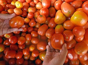 Harga Tomat di Sini Naik Gila-gilaan! Stok Petani Banyak Dicuri