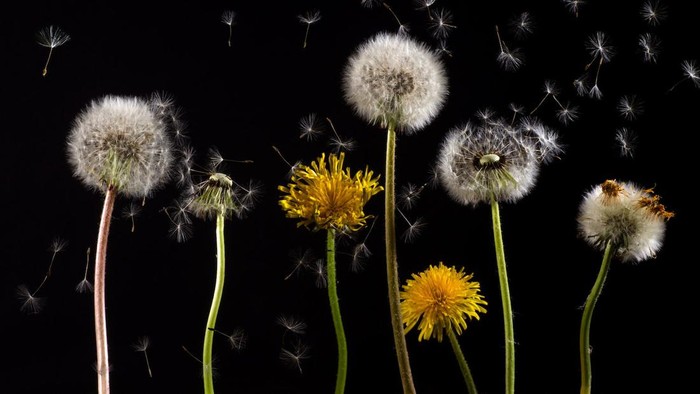 Ilustrasi bunga dandelion kuning dan putih.