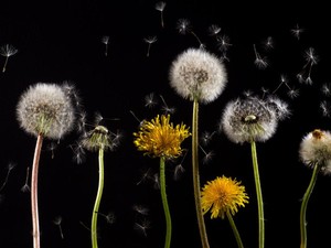 7 Arti Bunga Dandelion dan Manfaatnya Bila Dikonsumsi
