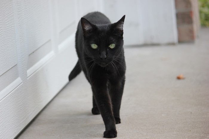 Ilustrasi kucing hitam