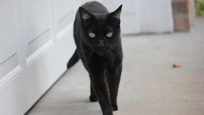 Ilustrasi kucing hitam