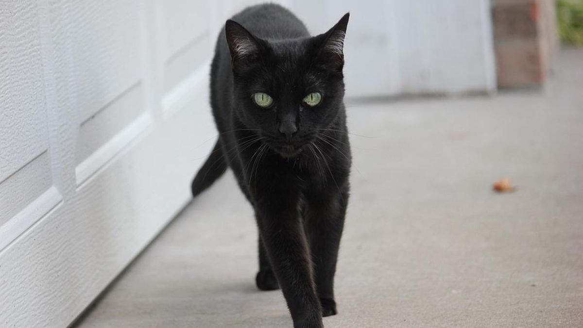 Kucing Hitam Bisa Bikin Sial, Mitos atau Fakta?