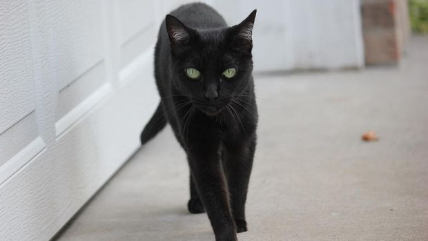 Ilustrasi kucing hitam