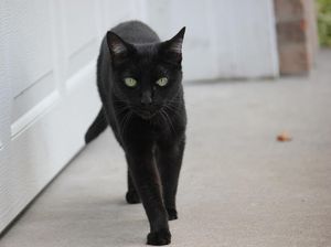 Kucing Hitam-Merpati Putih, Kenapa Muncul Mitos karena Warna Hewan yang Tak Lazim?