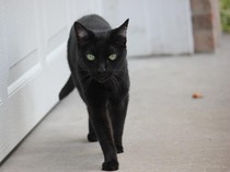 Kucing Hitam-Merpati Putih, Kenapa Muncul Mitos karena Warna Hewan yang Tak Lazim?