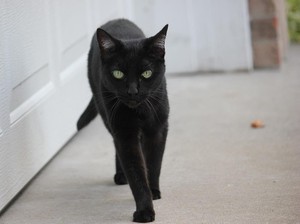 Ada Hari Kucing Hitam hingga Penerbangan Nasional di 27 Oktober 2023