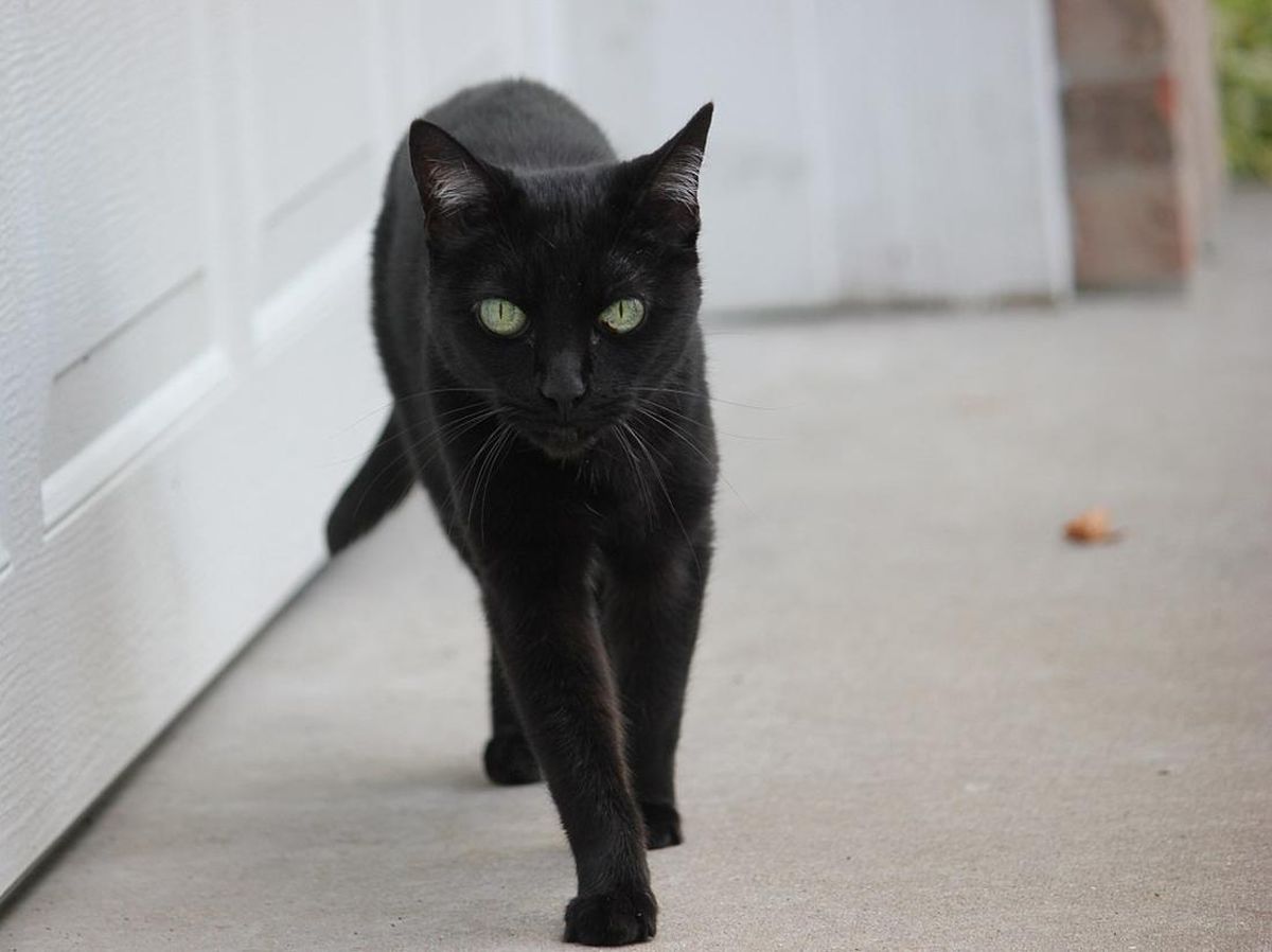 5 Fakta Menarik dari Kucing Hitam