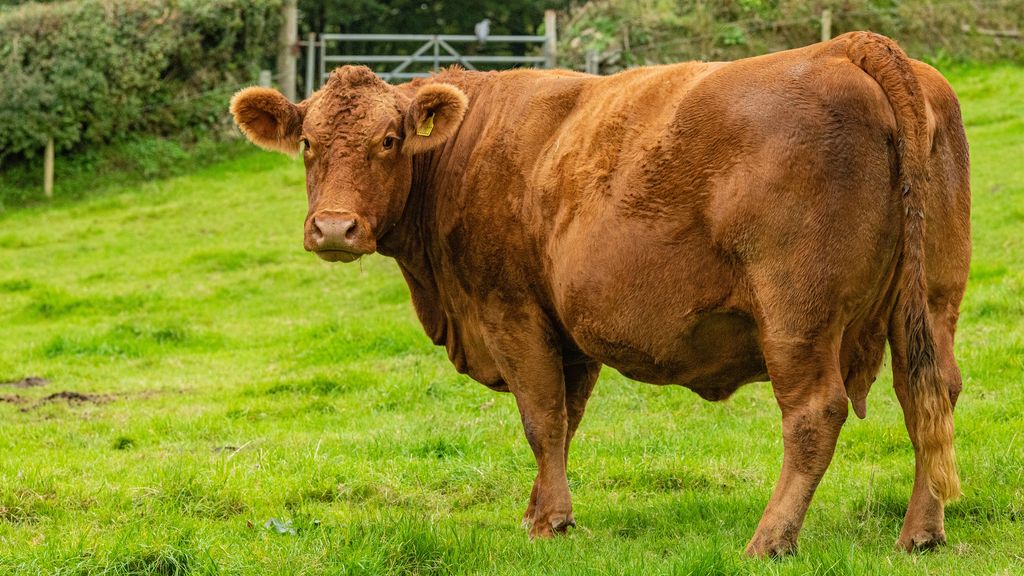 Ilustrasi limousin angus Brahman (Tom Small via Pexels)