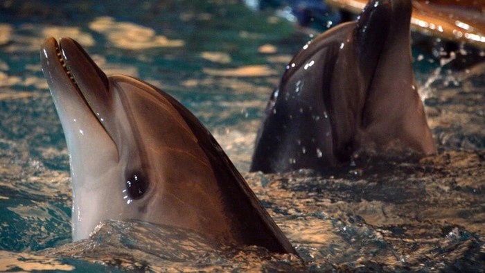 The Soviet Union previously used dolphins in the military © Vyacheslav Oseledko / AFP/File