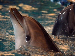 Google Bikin AI Baru Untuk Ajak Ngobrol Lumba-lumba