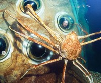 Kepiting laba-laba Jepang