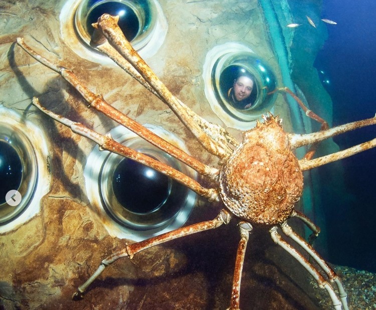 Kepiting laba-laba Jepang