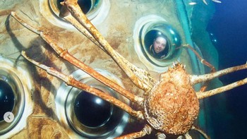 Kepiting laba-laba Jepang tidak terkena penangkapan ikan komersial skala besar karena mereka hidup di kedalaman seperti itu. Foto: Guinnes World Record