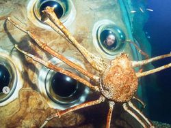 Foto-foto Menakjubkan Kepiting Terbesar di Dunia