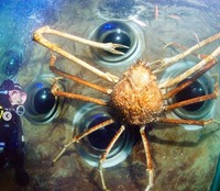 Kepiting laba-laba Jepang