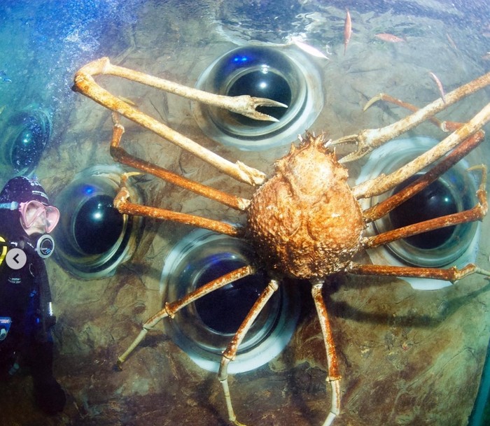 Kepiting laba-laba Jepang