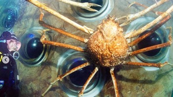 Kaki-kakinya membentang hingga 3,8 meter dari ujung satu cakar depan ke ujung lainnya. Dari 60 ribu spesies krustasea di Bumi, kepiting laba-laba Jepang adalah yang terbesar. Foto: Guinnes World Record