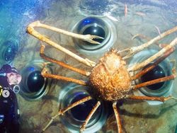 Foto-foto Menakjubkan Kepiting Terbesar di Dunia