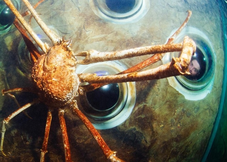 Kepiting laba-laba Jepang
