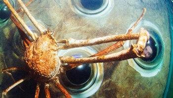 Mereka memiliki rentang kaki terpanjang dari semua arthropoda. Rata-rata bobot tubuhnya adalah 19 kilogram. Dengan cangkang yang kokoh, kepiting ini adalah raksasa lapis baja di laut dalam. Foto: Guinnes World Record