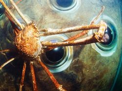 Foto-foto Menakjubkan Kepiting Terbesar di Dunia