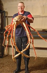 Kepiting laba-laba Jepang