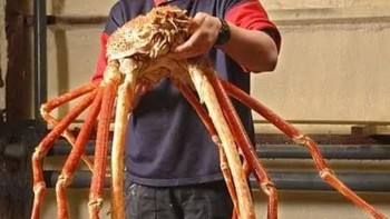 Meskipun penampilannya agak menyeramkan, mereka tidak berbahaya. Hewan dengan nama ilmiah Macrocheira kaempferi ini adalah makhluk yang lembut. Biasanya ia bergerak perlahan melintasi dasar laut untuk mencari makanan. Foto: ZME Science
