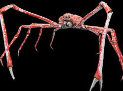 Foto-foto Menakjubkan Kepiting Terbesar di Dunia