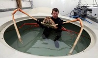 Kepiting laba-laba Jepang