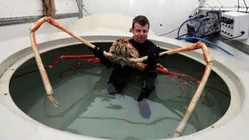 Kepiting laba-laba Jepang hidup di sisi Pasifik Jepang sejauh selatan Taiwan dan pada kedalaman dingin mulai dari 50-500 meter. Mereka bertelur di ujung spektrum yang lebih dangkal, dan tumbuh subur pada suhu sekitar 10 derajat celcius. Foto: Kids Discover