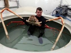 Foto-foto Menakjubkan Kepiting Terbesar di Dunia