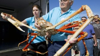 Sejauh ini kepiting laba-laba Jepang belum dievaluasi oleh International Union for Conservation of Nature sebagai makhluk terancam punah. Namun, angka tangkapan spesies ini telah menurun dalam beberapa dekade terakhir. Foto: Daily Mail