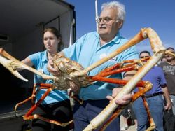 Foto-foto Menakjubkan Kepiting Terbesar di Dunia