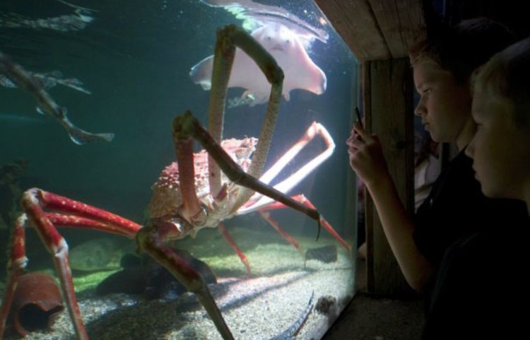 Kepiting laba-laba Jepang