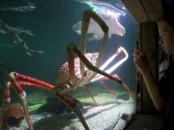 Foto-foto Menakjubkan Kepiting Terbesar di Dunia